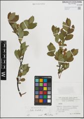 Foto von Salix hastata L.